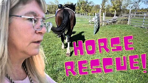 We RESCUED A HORSE!