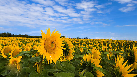 To The Sunflower Fields - ASMR Relaxing Afternoon Walk In Nature