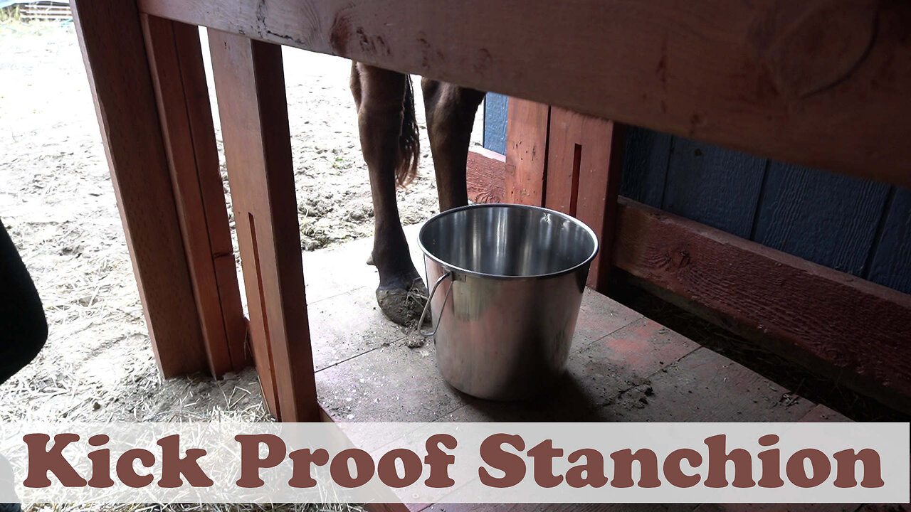 How to Build a Kick Proof Stanchion for Milking Cows