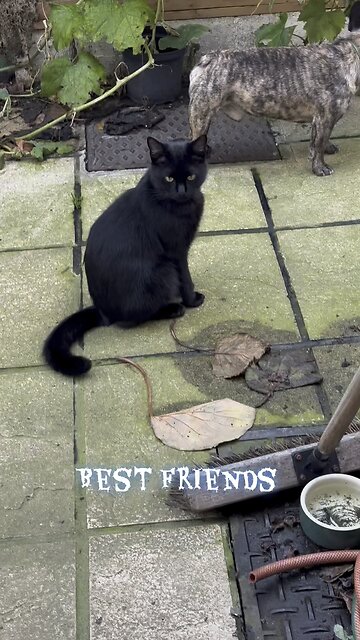 Best friends Elvis and puf