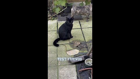 Best friends Elvis and puf