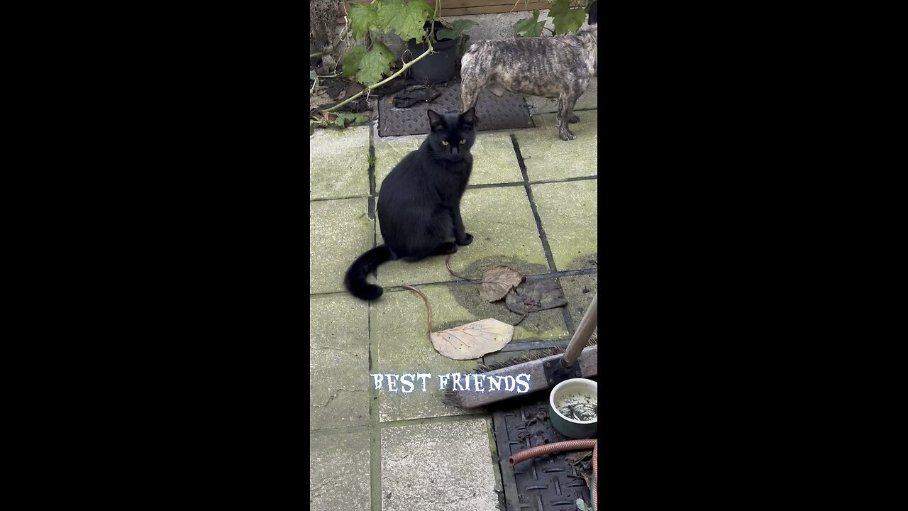 Best friends Elvis and puf