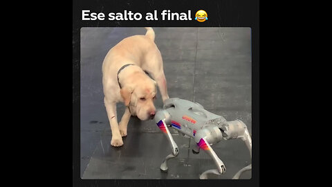 🐶🤖 Encuentro canino con un robo-perro