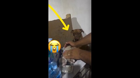 ⸻ 🎬 A Mother’s Silent Cry | The Dog Who Begged for Her Baby’s Life 🐾💔