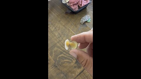 Cross-Barred Venus Clam | 4K