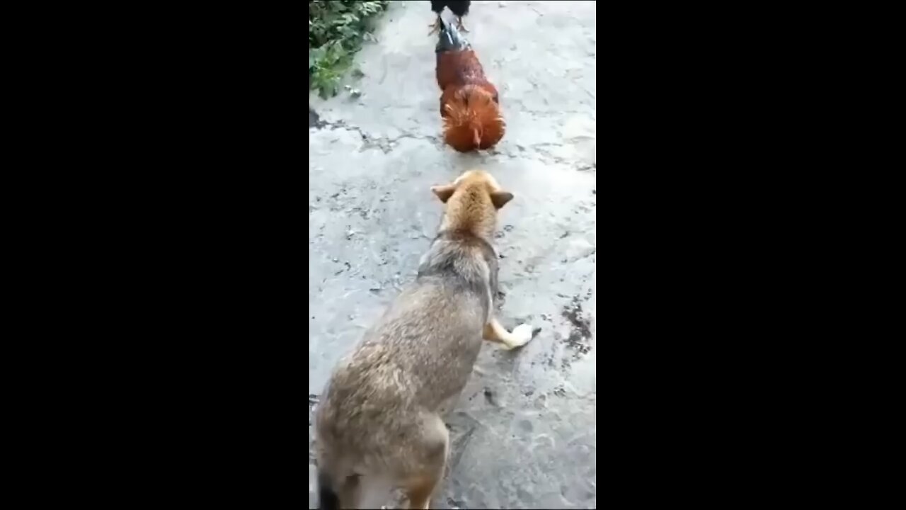 Funny dog video