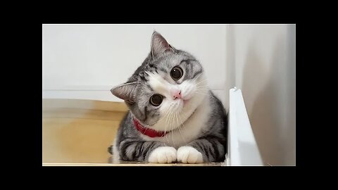 Funny cat video🐱💝 2025🎈