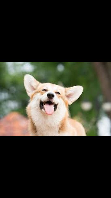 Cute and Funny Animals😂😂🥰