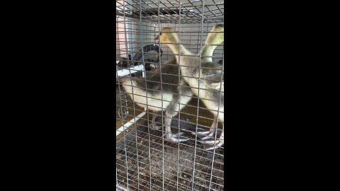 250303 Geese