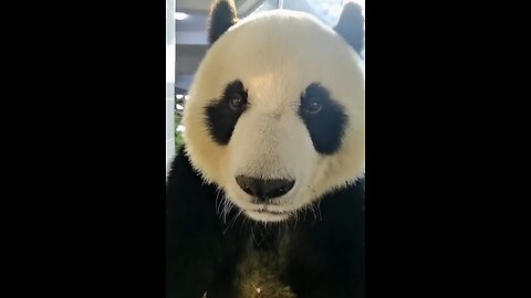 angry Panda