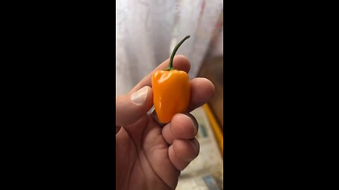 Habanero 🌶️ 700,000 Scoville 🤯