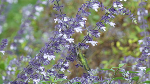 New York Botanical Garden (Walking Tour)