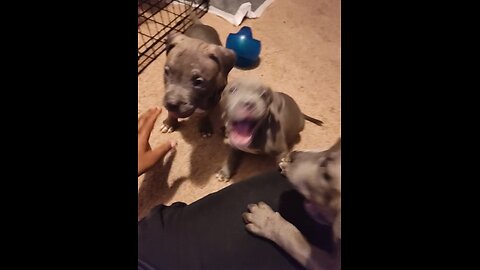 WHEN PUPPIES ATTACK