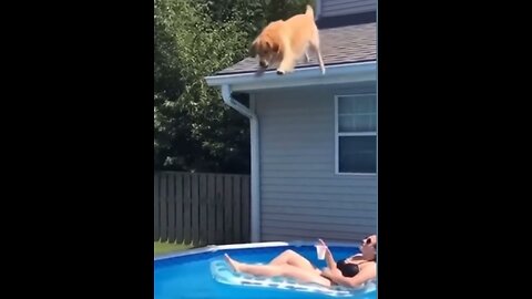 When Your Dog Has No Fear 😂