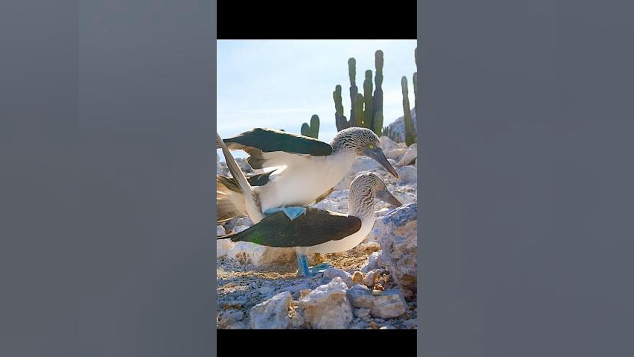 A typical NTR story — but this time, the main guy won