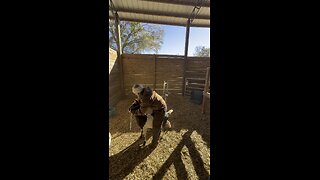 Chasing our high maintenance dairy goat