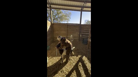 Chasing our high maintenance dairy goat