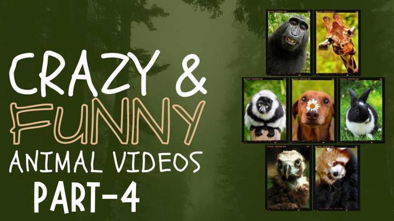 Best Funny Animal Videos 2025 Part-4