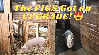 A New HOME For Our PIGS!