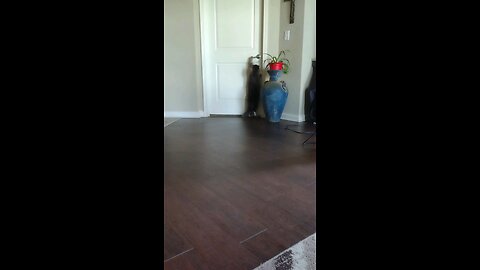 Cat opening the door