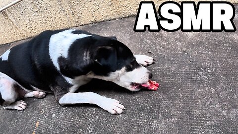 Feeding dogs and tropical garden