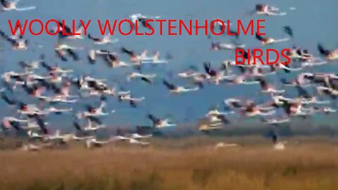 WOOLLY WOLSTENHOLME - BIRDS - UNEASY LISTENING CD 2009