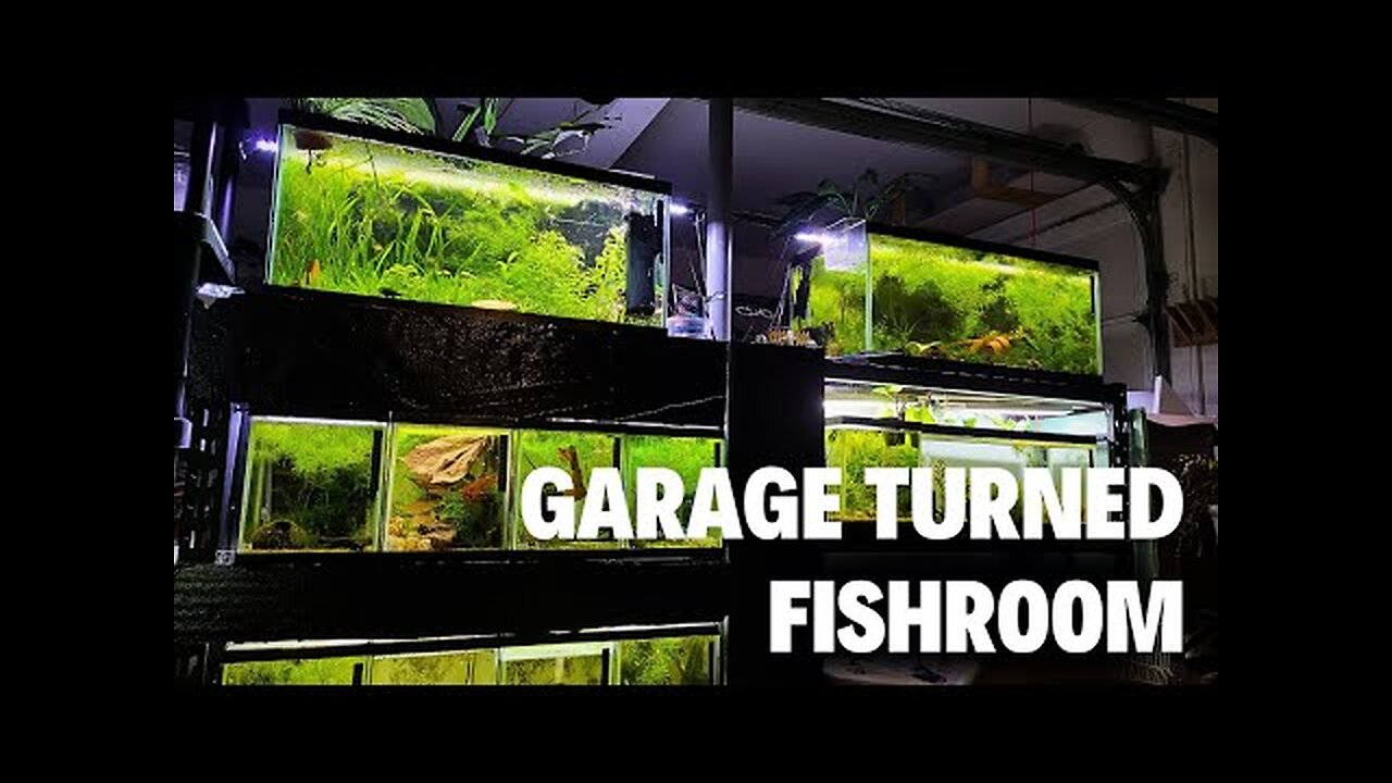 22 Aquariums in Garage - Fish Room Tour