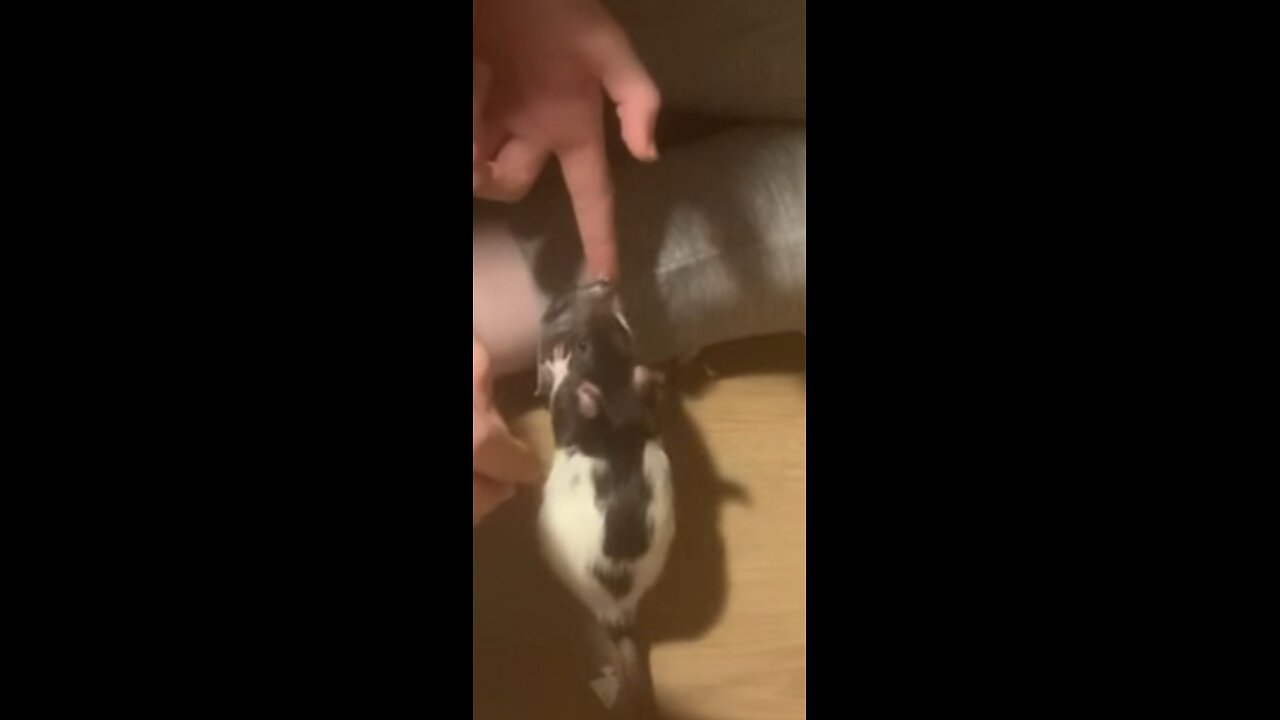 Enid and Wednesday Baby Fancy Rats Free Roam+ Training
