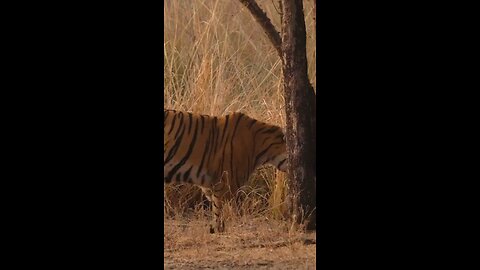 Amazing Cheetah Facts 🐆 | Fastest Animal on Earth Explained"