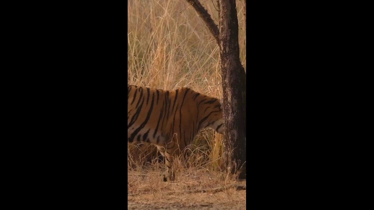 Amazing Cheetah Facts 🐆 | Fastest Animal on Earth Explained"