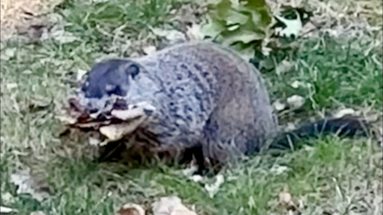 Groundhog Gathering Leaves