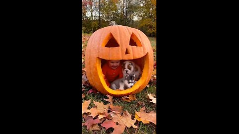 Halloween, puppy, baby