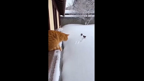 CatInSnow