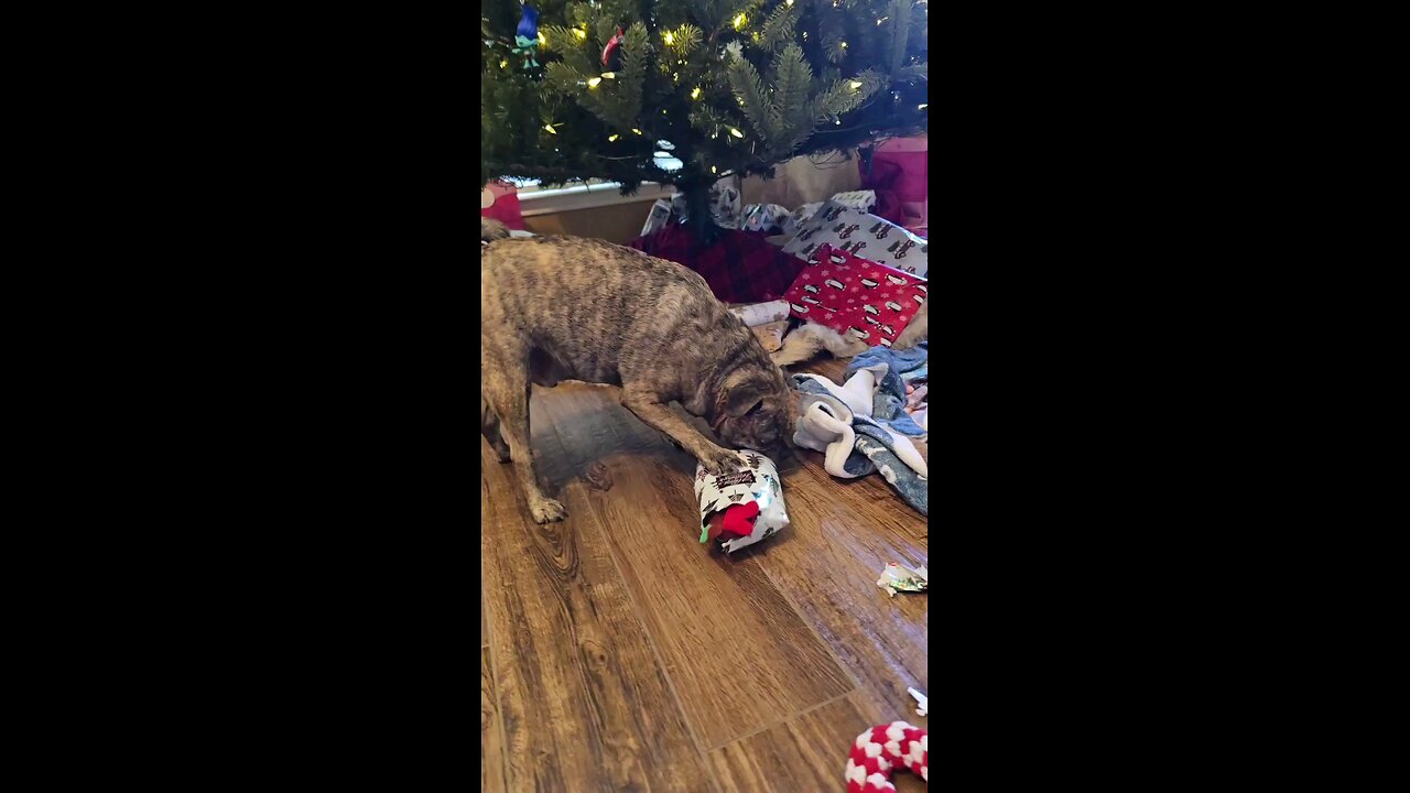 Buddy the DOG opening up a present