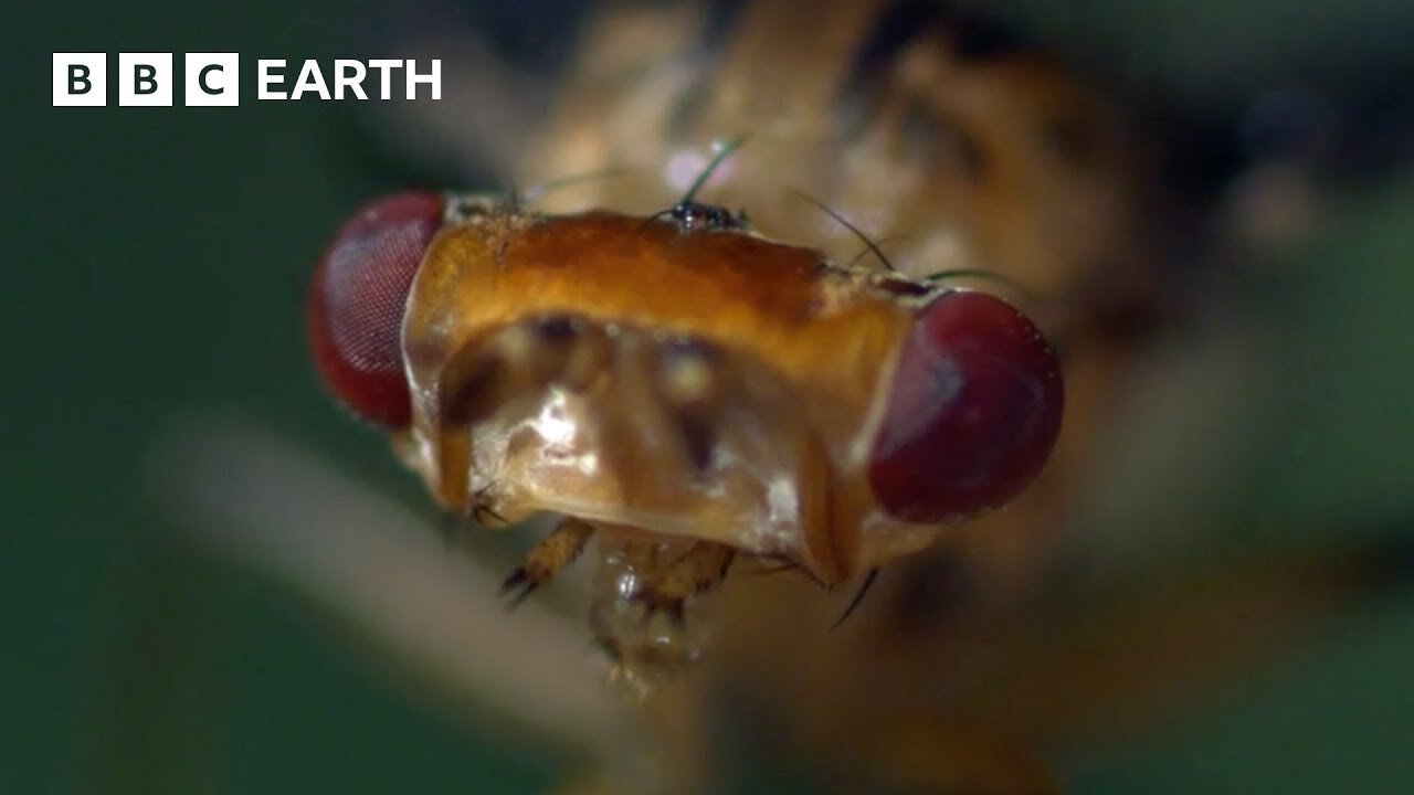 The Insects of Hawaii