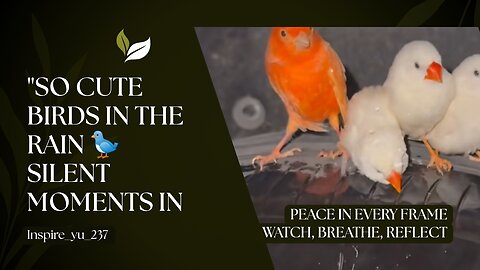 "Cute Birds Enjoying Rain | Beautiful Moments in Nature"