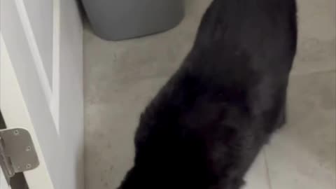 Cute Precious Piper is in Her Bathroom - My Adopted Shelter Cat Vlog #shorts