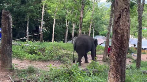 Phuket Elephant Sanctuary Experience | Feeding, Bathing & Sunset in Thailand