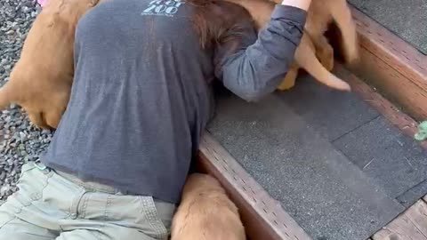 Puppy attack !