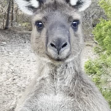 Kangaroo