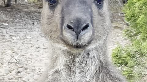 Kangaroo