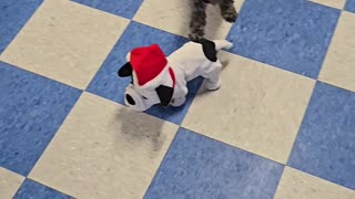 ✨🐾 Give your pup the gift of fun this holiday season—December magic happens at The Dog Club!