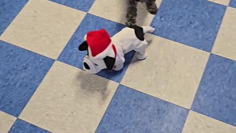 ✨🐾 Give your pup the gift of fun this holiday season—December magic happens at The Dog Club!