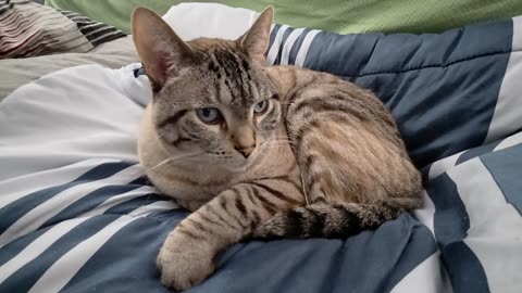 Pure Cat Zen: Beautifully Relaxing Moment You Won’t Look Away From