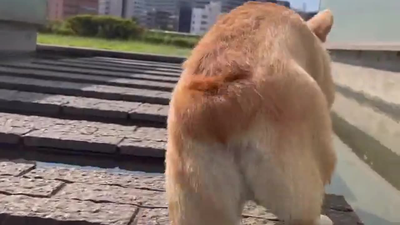 😂🐶 This Dog Almost Pulled Off The Perfect Prank! | FunFM