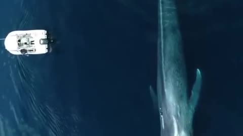 Majestic whale 😍