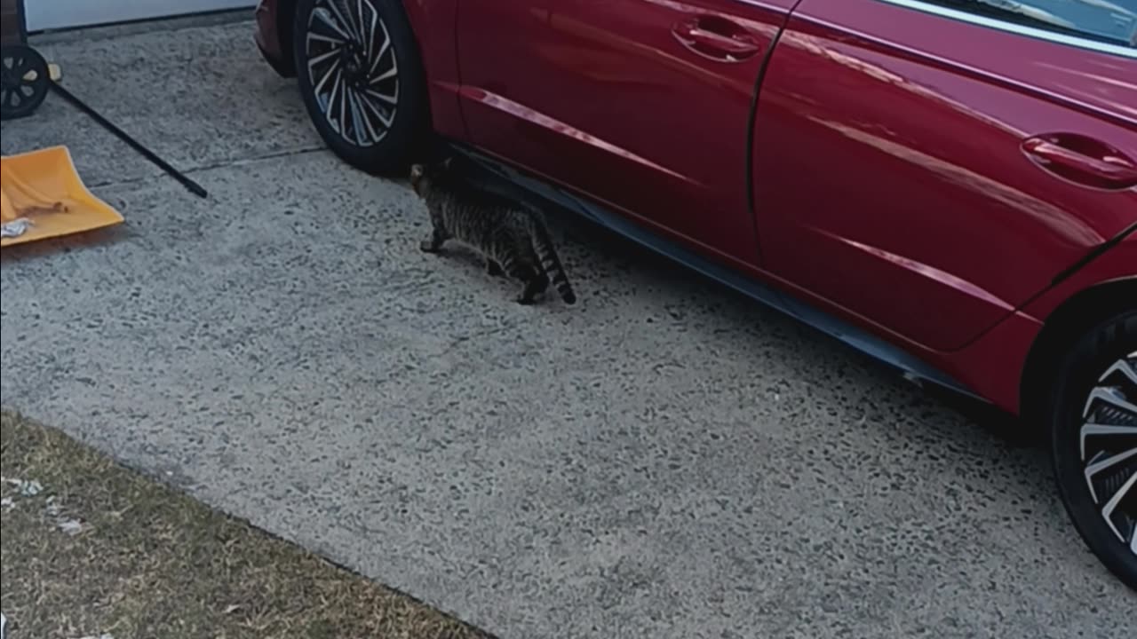 Cat on my porch.