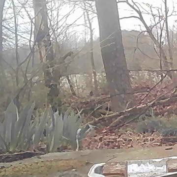 EA S115 - Curious Squirrel