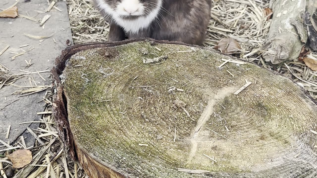 💖 this bunny doesn’t need words — just pure fluff, hops, and heart-melting looks.