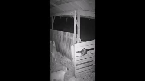 CCTV captures a terrifying encounter possibly a Skinwalker